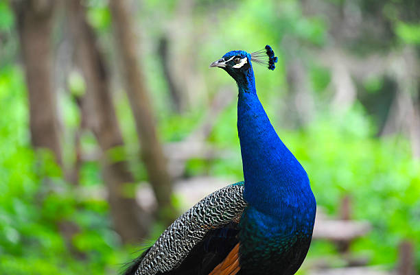istock Closeup of male peacock 475774467
