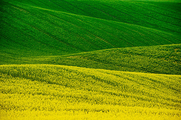istock Rapeseed yellow green field in spring 475775418