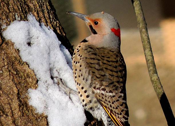 istock Northern Flicker Woodpecker on Sunny Winter Day 475775650