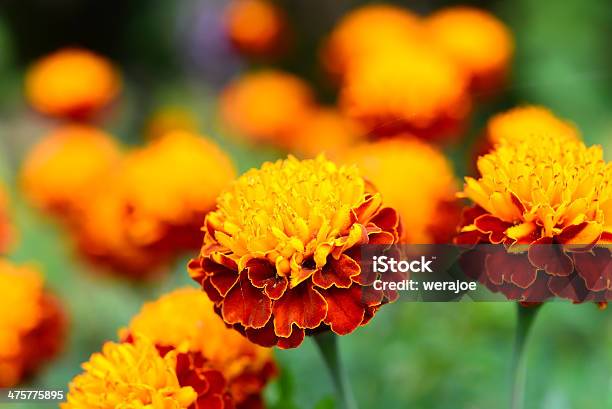 Enfoque Suave Marigold Hermosas Flores En El Jardín Foto de stock y más banco de imágenes de Amarillo - Color