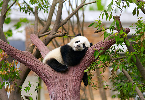 bambino panda gigante addormentato - panda mammifero con zampe foto e immagini stock