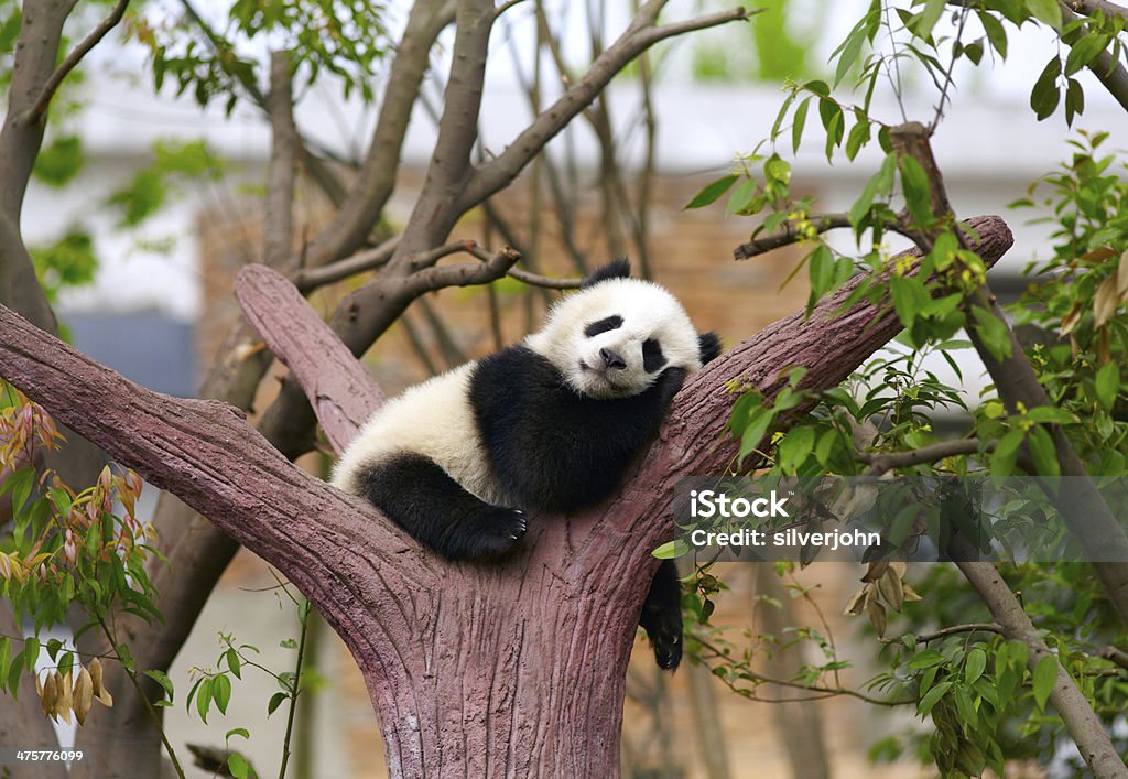 Sleeping Giant Panda Baby Stock Photo - Download Image Now - Panda - Animal,  Sleeping, Animal - iStock