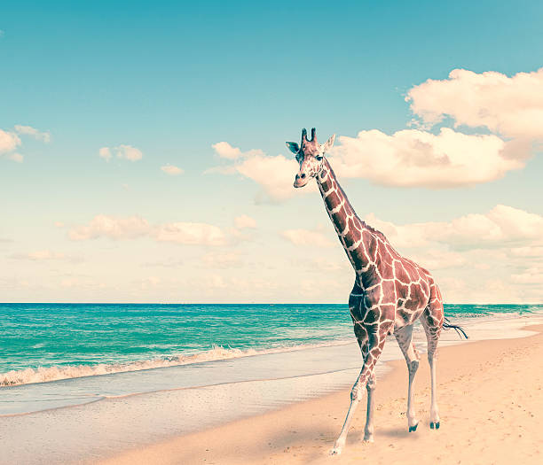 istock giraffe runs on sand at seacoast,with a retro effect 475776362