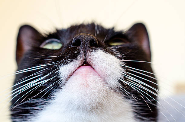 cat face closeup cat face closeup, cat nose, cat mouth, cat whiskers animal lips photos stock pictures, royalty-free photos & images