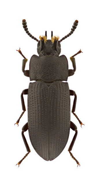 istock Toxicum quadricornis 475777827