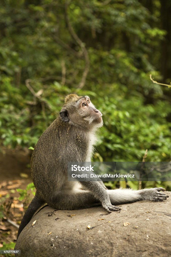 Monkey in forest Animal Stock Photo