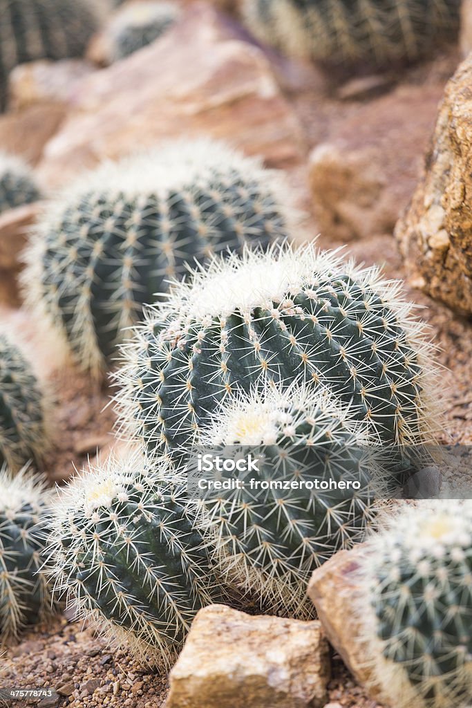 Cactus in garden Backgrounds Stock Photo