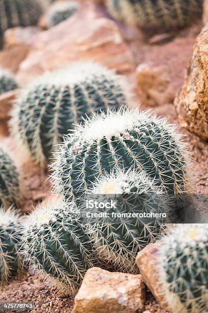 Cactus In Garden Stock Photo - Download Image Now - Backgrounds, Botany, Cactus