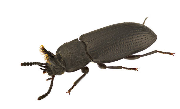 istock Toxicum quadricornis 475778819