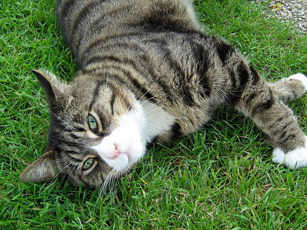 istock Green Eyed Cat Stretching 475779354
