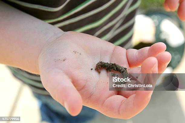 Hand Of Young Child Holding Dirty Earth Worm Stock Photo - Download Image Now - Worm, Toddler, 12-17 Months