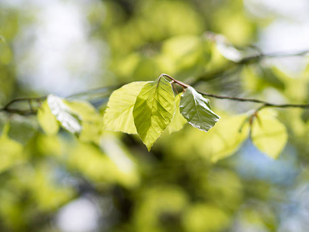 Cтоковое фото Бук свежие весенние листья
