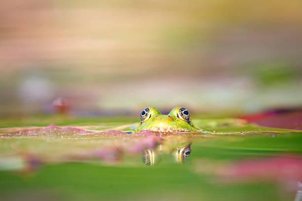 istock Green frog [Rana kl. esculenta] 475780054