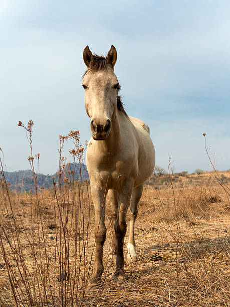 istock Grazing Horses in Mexico 475780960