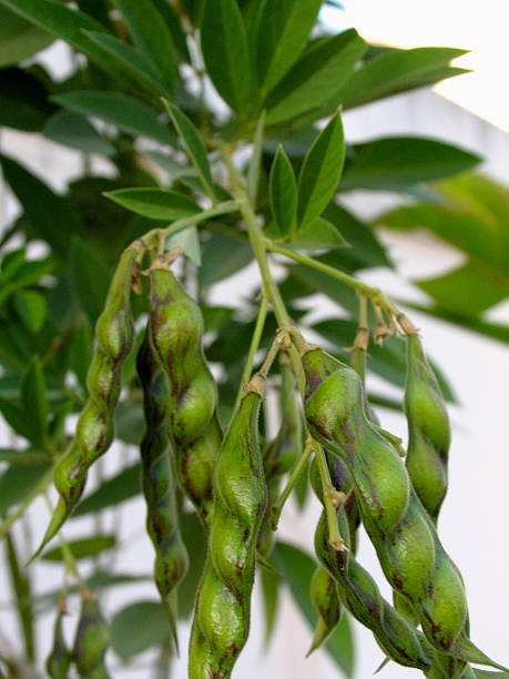 dispositivos de red gramo - pigeon pea” fotografías e imágenes de stock