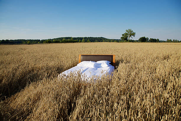 bed in a grain field- concept of good sleepbed in a grain field- concept of good sleepbed in a grain field- concept of good sleep
