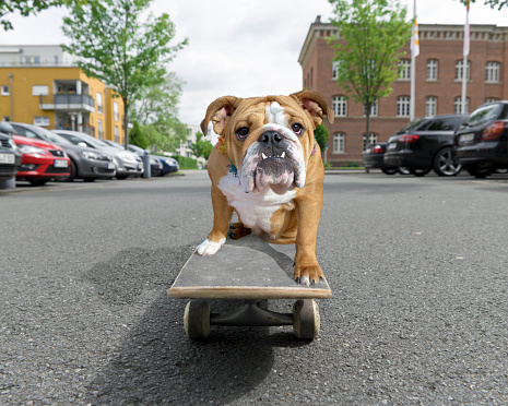 English bulldog sitting on skateboard in street.