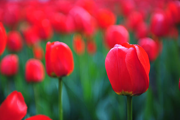 istock Red tulips on nature background. 475785394