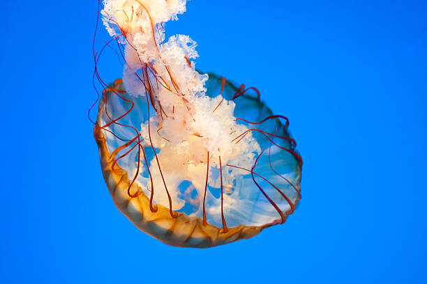 istock Single Jellyfish Floating in Bright, Blue Water 475789213