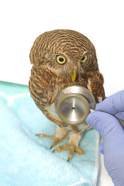 istock veterinarian holding and checkup Asian Barred Owlet 475789721