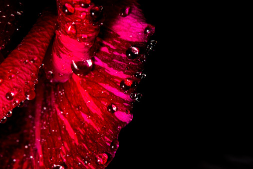 A close up of a rose with water drops on its petals.