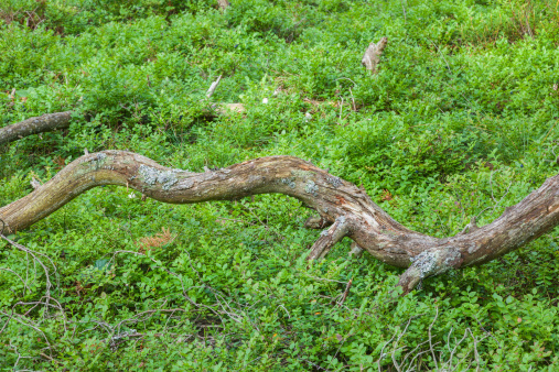 Tree branch lying in the blueberry bushes