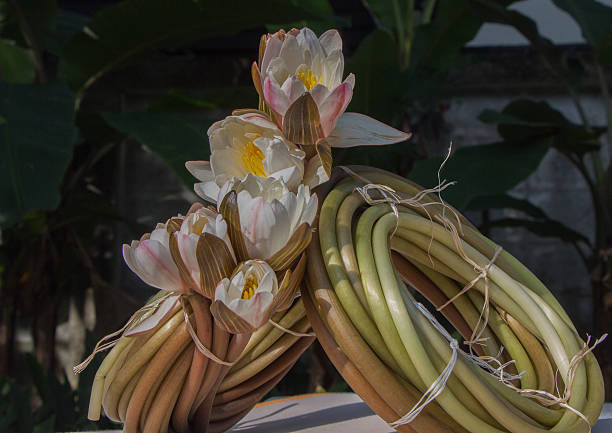 바하이 - lotus root water lotus plant 뉴스 사진 이미지