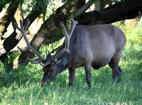Bull Elk grazing in a shade of a tree