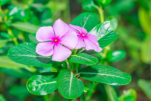 istock purple flowers with gree leaves 475796627