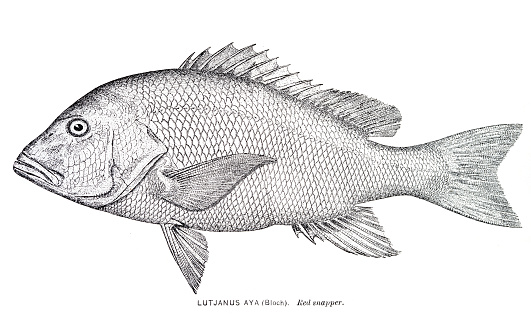 Red Snapper engraving