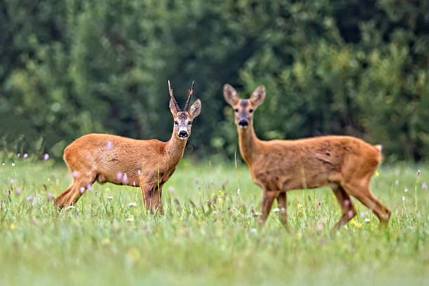 istock Buck deer in the clearing 475800767
