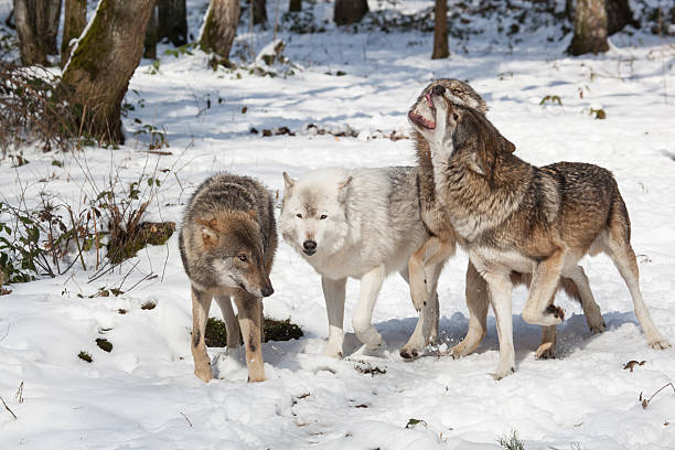 fighting wolf pack in winter forest stock photo
