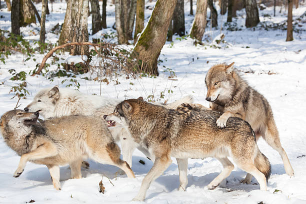 fighting timber wolves stock photo