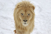 White Lion Stare