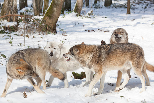 fighting timber wolves in winter forest stock photo