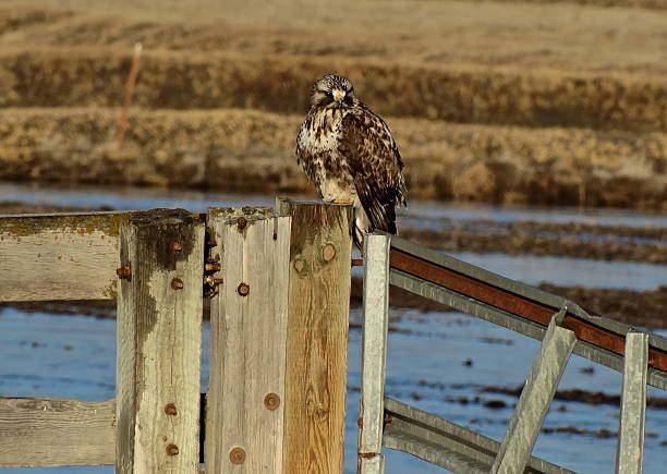 norte da califórnia x hawk - rough legged hawk bird of prey hawk animals in the wild imagens e fotografias de stock