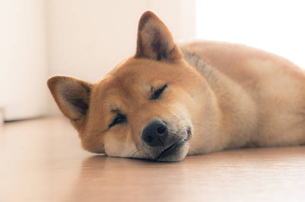 image of shiba inu sleeping and dreaming.