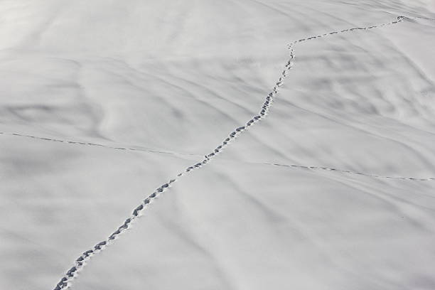 istock To leave one's marks, Track in Snow, Footprints, Winter Scenery 475801467