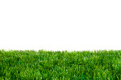 istock Green Grass 475802315