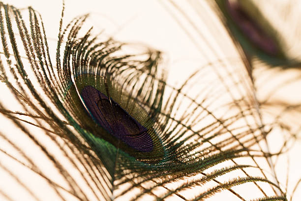 Feathers of peacock Beautiful feathers of peacock (close up) bristle animal part photos stock pictures, royalty-free photos & images