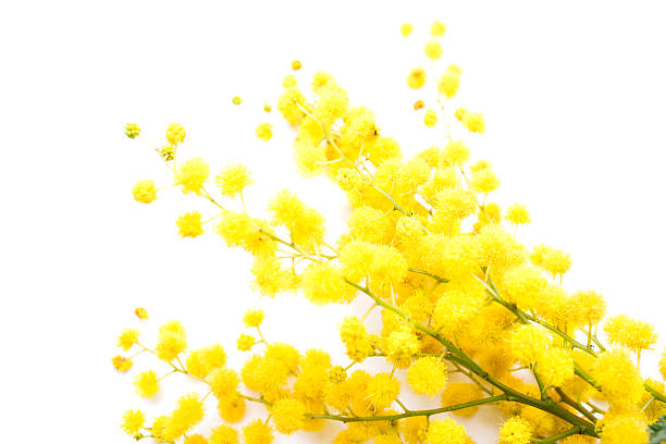 istock mimosa flower 475803643