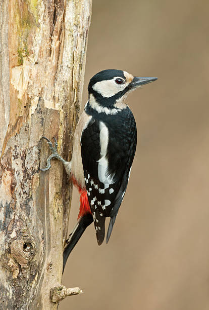 istock Female Great Spotted Woodpecker (Dendrocopos major) 475803697