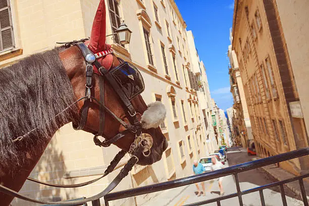 Headshot of horse ready to take passengers for a carriage ride through Valletta, Malta.