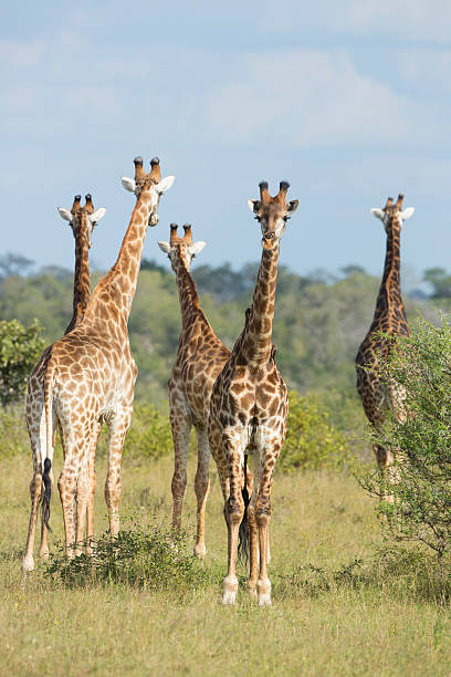 istock Southern Giraffe (Giraffa camelopardalis) group South Africa 475805277