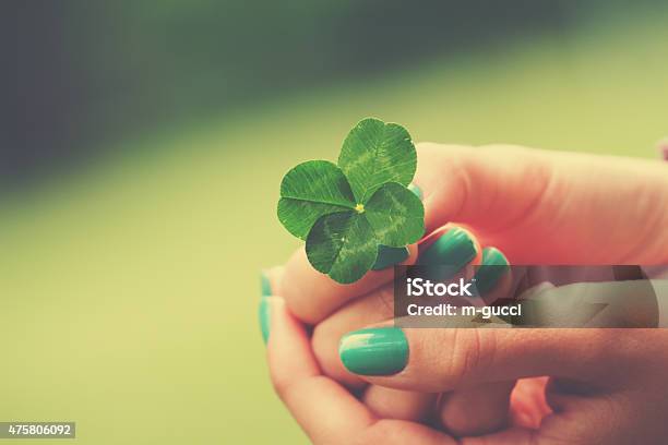 Four Leaf Clover Stock Photo - Download Image Now - Luck, Clover, Number 4