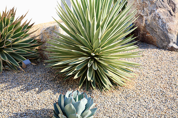 istock Simplicity And Beauty In A Garden That Conserves Water 475806521