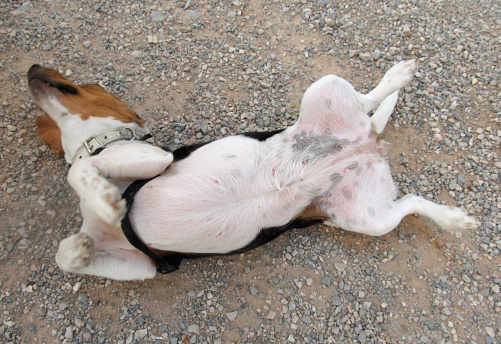 Beagle rolling over