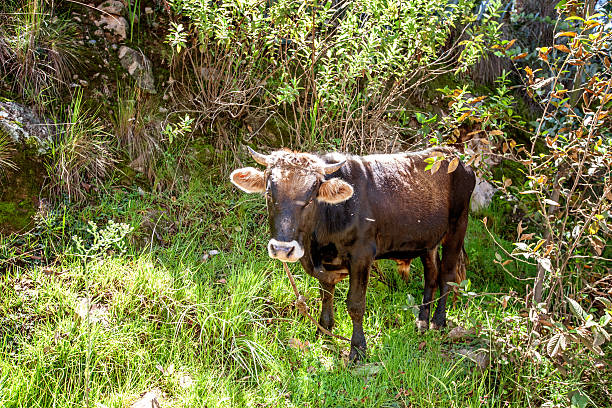 istock Peruvian brown cow backlit in Andean pasture 475808794