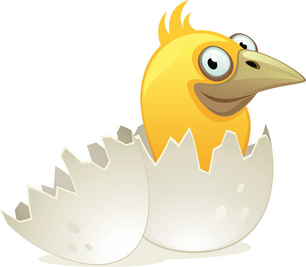 nestling in 알류 - animal egg chicken new cracked stock illustrations