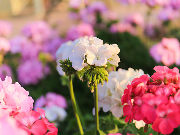 istock Geranium flowers in the garden 475811307
